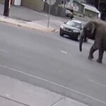 Elephant Escapes Circus, Wanders Town, and Leaves Massive Poo Outside House – Daily Star