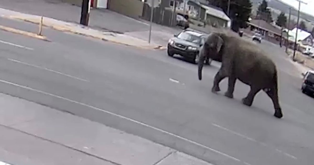 Elephant Escapes Circus, Wanders Town, and Leaves Massive Poo Outside House – Daily Star