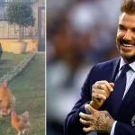 David Beckham Relaxing by Making Honey and Tending Chickens – Daily Star