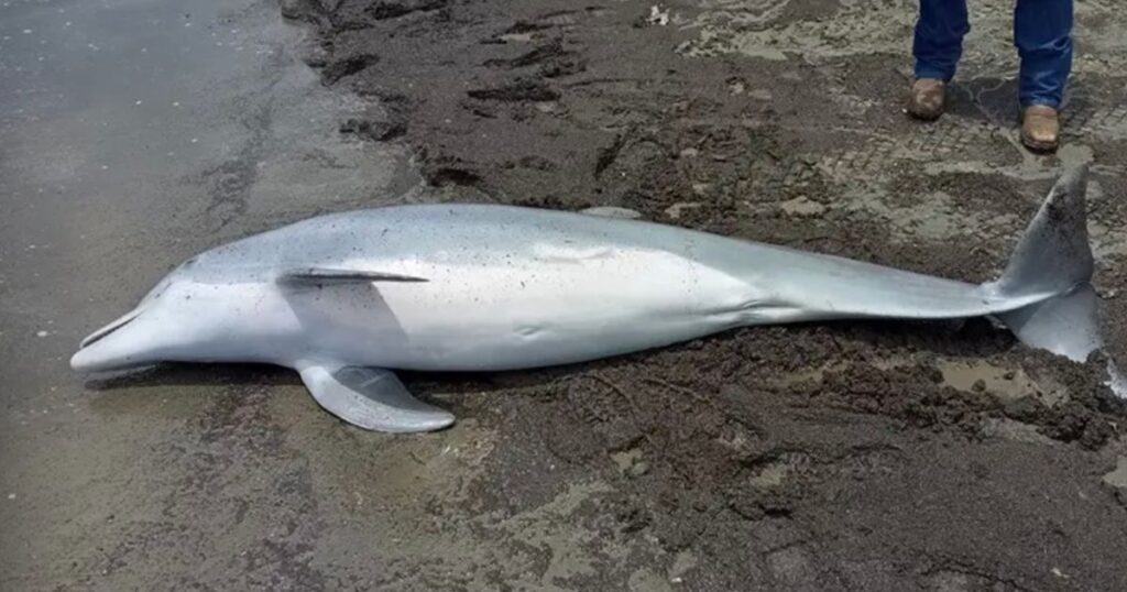 Dead dolphin with bullets in brain and heart discovered, police offering reward – Daily Star