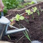 Common Gardening Mistake Warning: Expert Advises You’re Watering Plants Incorrectly – Daily Star