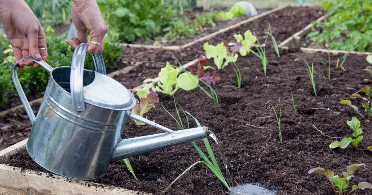 Common Gardening Mistake Warning: Expert Advises You’re Watering Plants Incorrectly – Daily Star