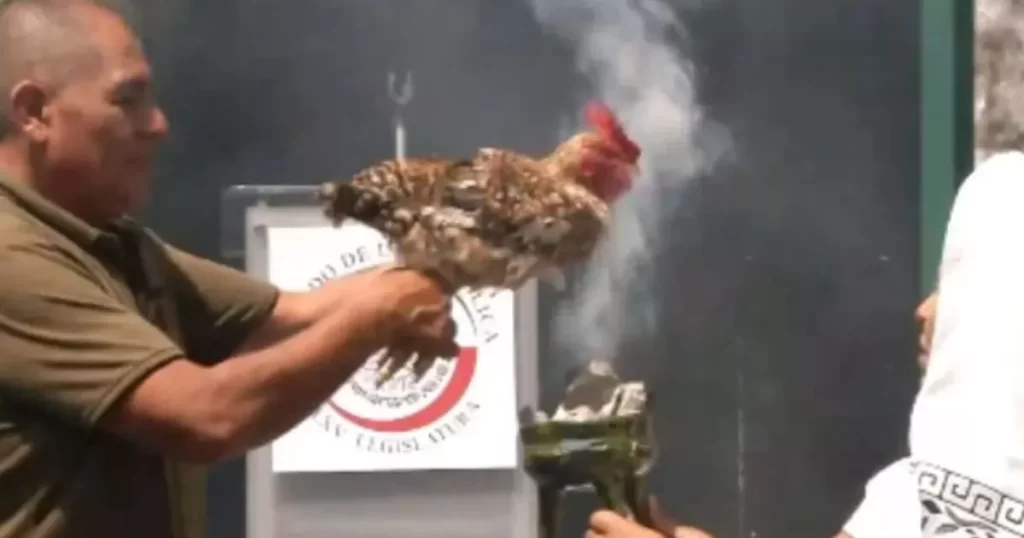 Outrage in Mexican Senate over Bizarre Chicken Sacrifice Leads to Politician in Hot Water