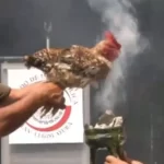 Outrage in Mexican Senate over Bizarre Chicken Sacrifice Leads to Politician in Hot Water