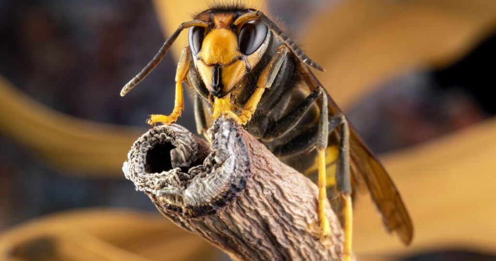 Chris Packham claims Asian hornets are not as bad as other threats to bees’ honey production.