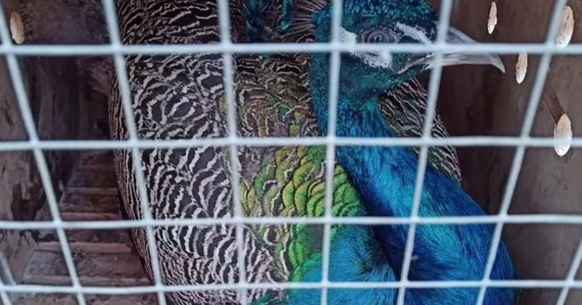 Russian Zoo Sends Peacocks to Frontline to Boost Troops’ Morale – Daily Star